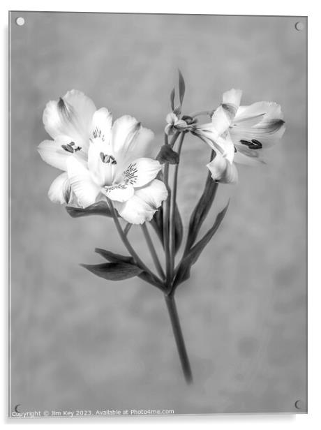 White Lily Black and White   Acrylic by Jim Key