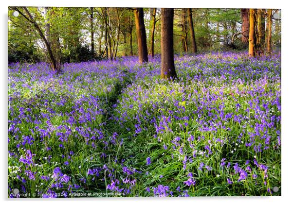 A Walk in the Bluebells  Acrylic by Jim Key