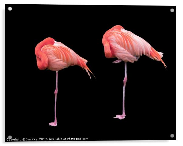 Flamingos on Black Acrylic by Jim Key