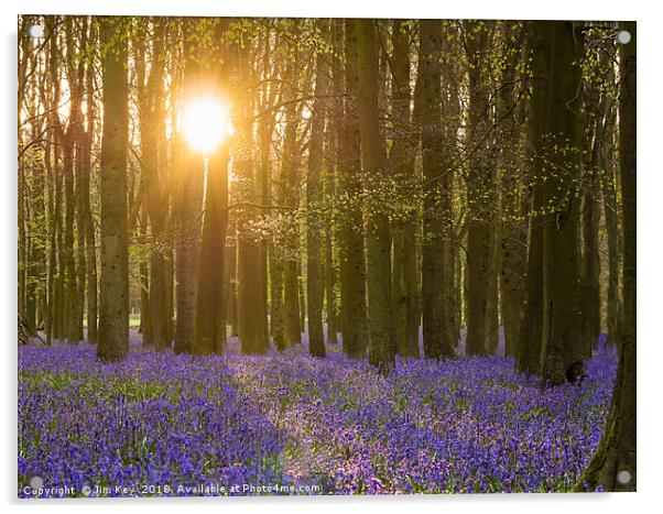 Sunshine in the Bluebell Wood Acrylic by Jim Key