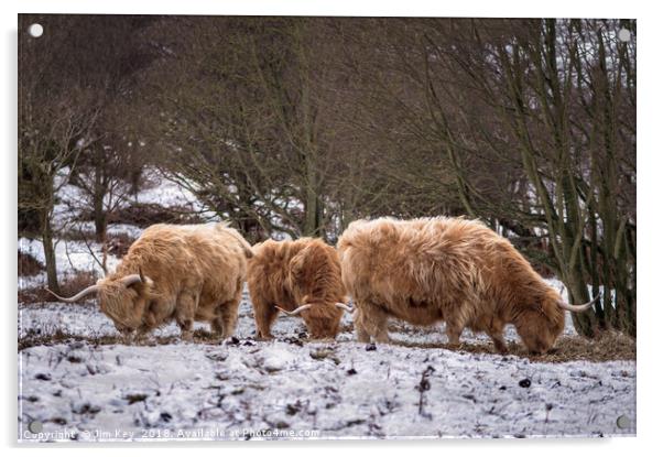 Highland Cows Snow Acrylic by Jim Key