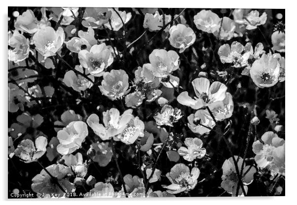 Buttercups in Black and White Acrylic by Jim Key