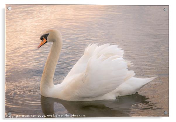 White Swan at Sunset   Acrylic by Jim Key