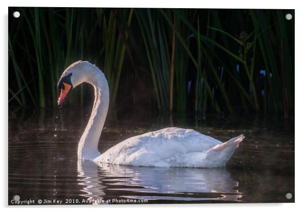 White Swan Feeding at Sunrise Acrylic by Jim Key