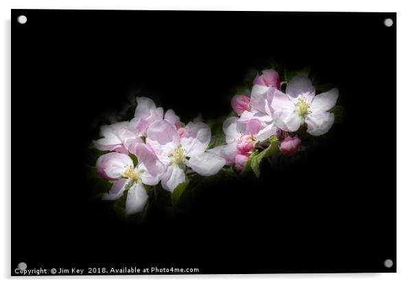 Apple Blossom on Black Canvas Acrylic by Jim Key
