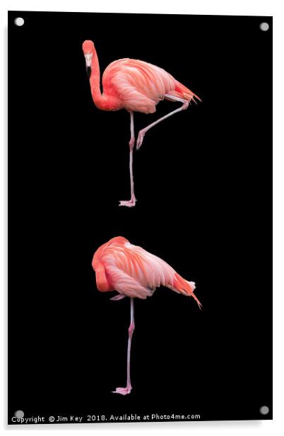 Flamingos on Black (Portrait) Acrylic by Jim Key