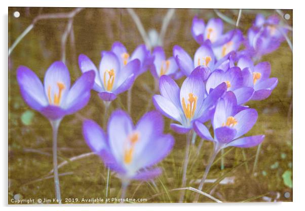 Crocuses in Abstract  Acrylic by Jim Key