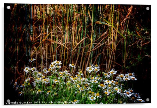 Daisies in a Wheat Field Acrylic by Jim Key