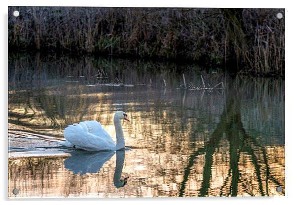 White Swan at Sunrise   Acrylic by Jim Key