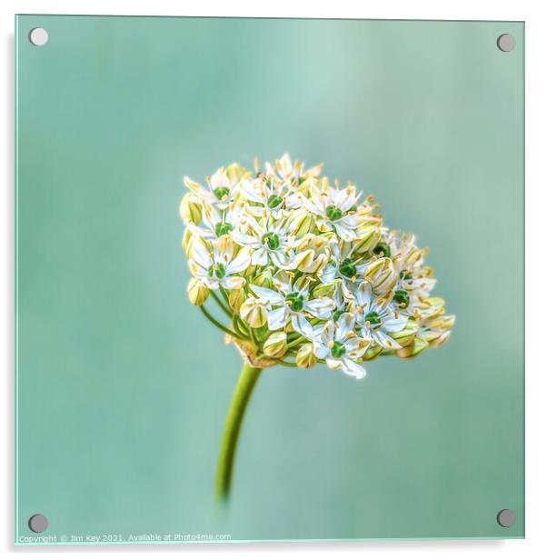 Giant White Allium Digital Closeup Acrylic by Jim Key