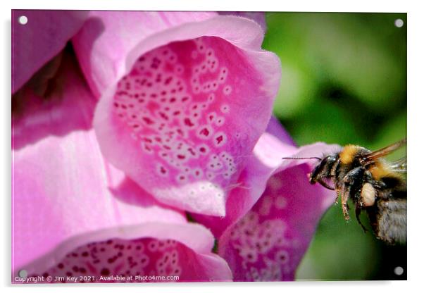 Bumble Bee and a Foxglove Close Up Acrylic by Jim Key