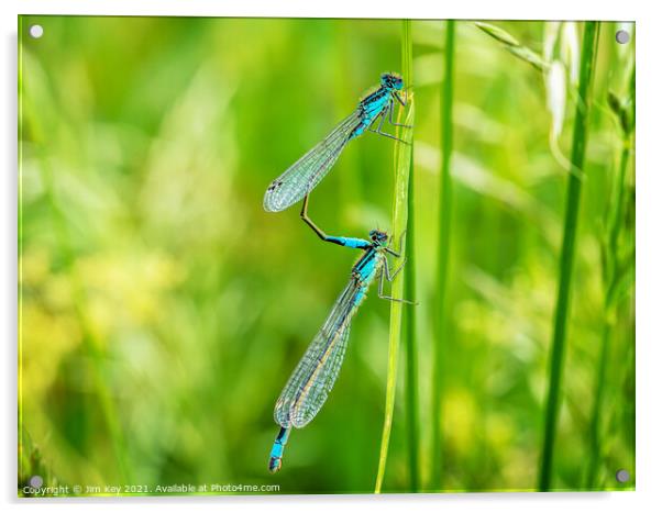 Damselflies Common Blue Macro Acrylic by Jim Key