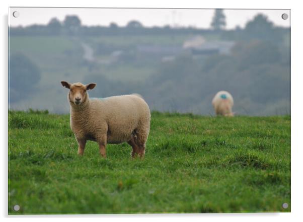 Welsh lamb Acrylic by Helen Davies