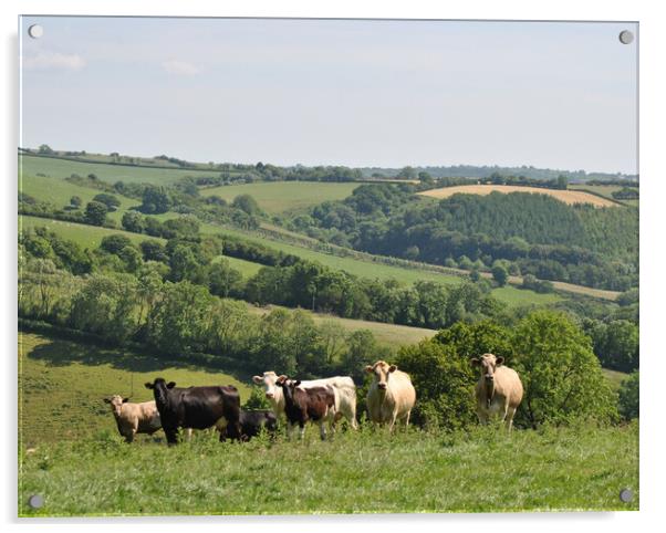 Inquisitive cattle Acrylic by Helen Davies