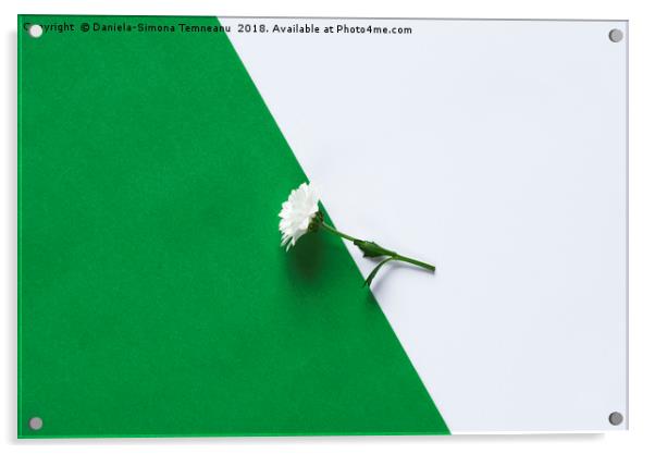 Single daisy on a green and white background Acrylic by Daniela Simona Temneanu