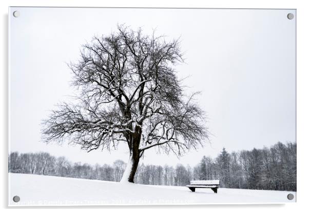 Leafless tree and a bench covered in snow Acrylic by Daniela Simona Temneanu