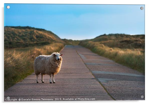 Single sheep on an empty road facing the camera Acrylic by Daniela Simona Temneanu