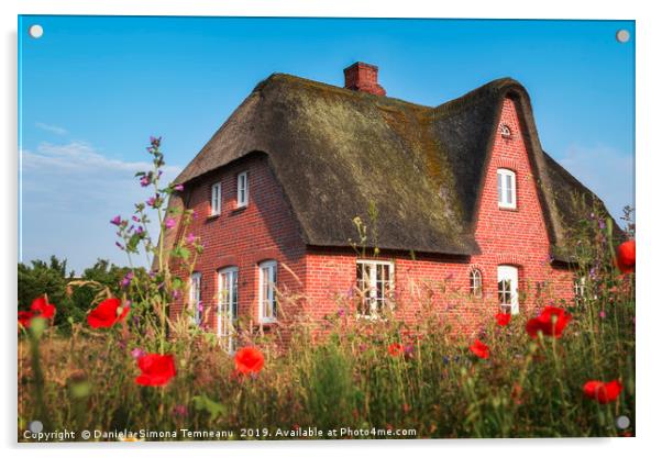 Red brick typical Frisian house and thatched roof Acrylic by Daniela Simona Temneanu