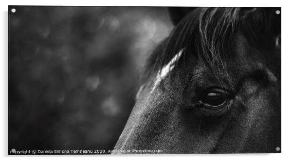 Black horse close-up black and white Acrylic by Daniela Simona Temneanu