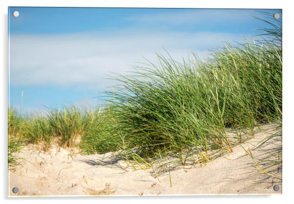 European beach grass in sand dune on Sylt island Acrylic by Daniela Simona Temneanu