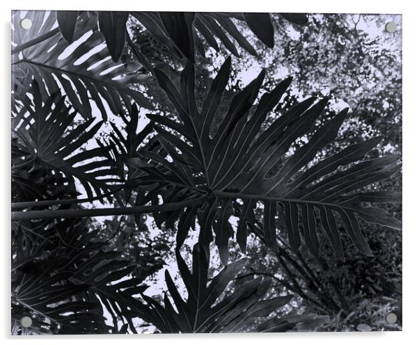 Tropical leaves Acrylic by Steve Painter