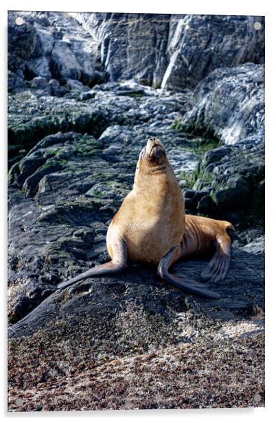 A seal on a rocky island Acrylic by Steve Painter