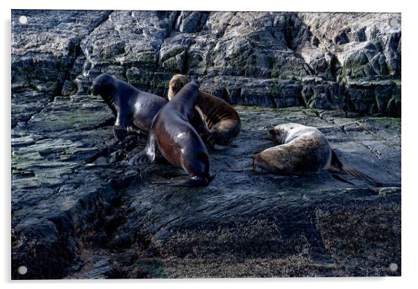 Seals and their pups Acrylic by Steve Painter