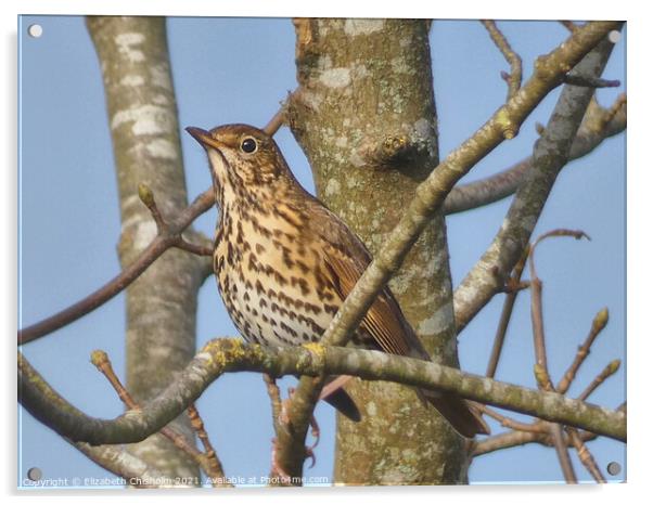 Song Thrush in a bare tree in Buckfast Acrylic by Elizabeth Chisholm
