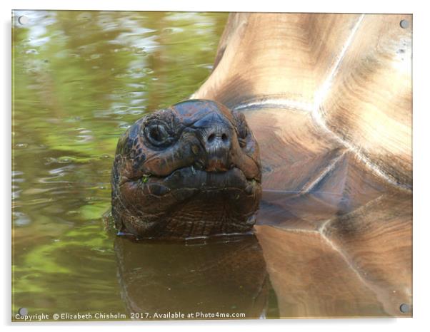 Giant tortoise takes a bath Acrylic by Elizabeth Chisholm