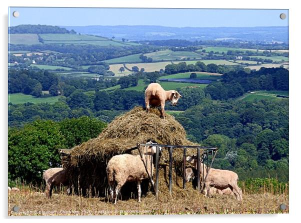 Devon sheep in the hay Acrylic by Elizabeth Chisholm