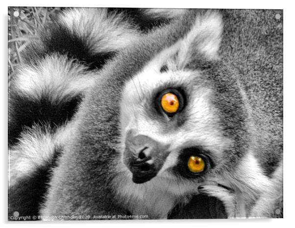 Portrait of a curious ring tailed lemur Acrylic by Elizabeth Chisholm