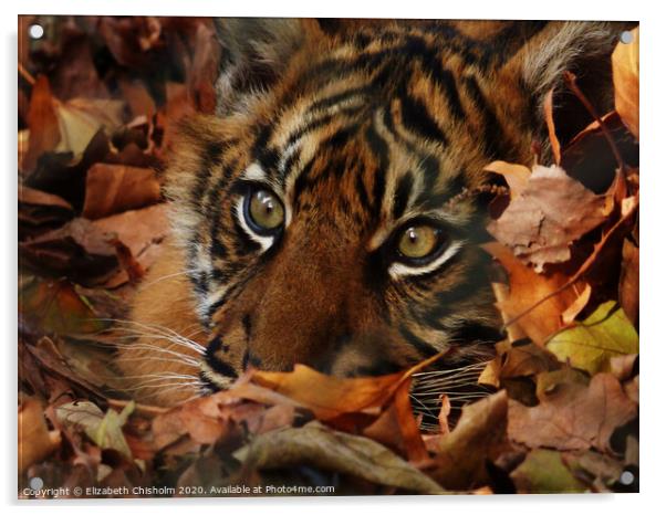 Tiger hiding in the leaves Acrylic by Elizabeth Chisholm