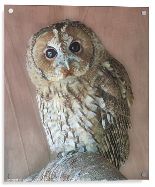 Tawny Owl Acrylic by Elizabeth Chisholm