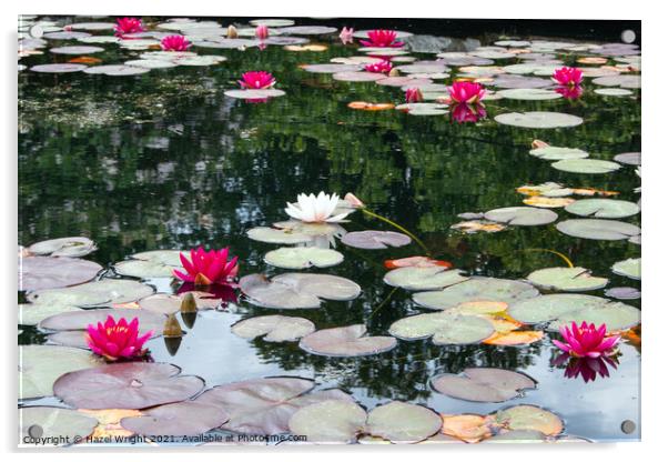 Lily pond Acrylic by Hazel Wright