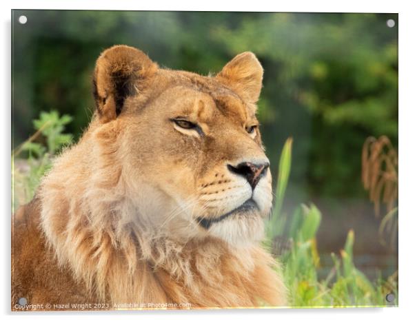 Portrait of a lion Acrylic by Hazel Wright