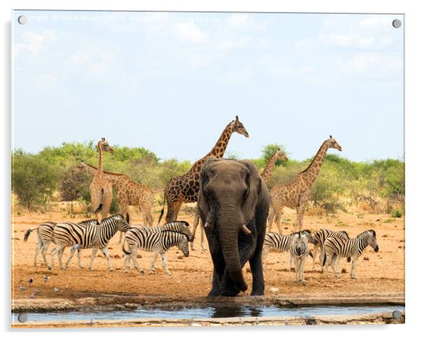 safari animals namibia Acrylic by Hazel Wright