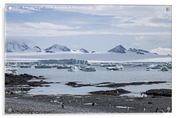 Gentoo penguins at Brown Bluff, Antarctica Acrylic by Hazel Wright