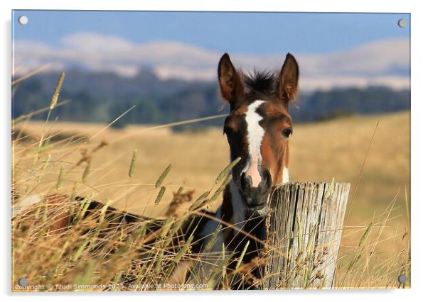  Apache Acrylic by Trudi Simmonds