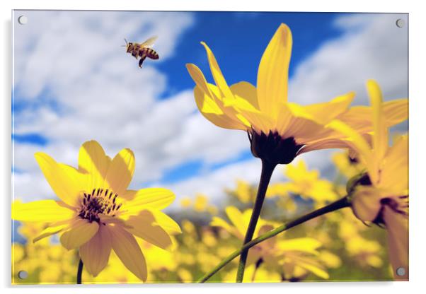 flying honey bee over yellow flower Acrylic by Mirko Macari