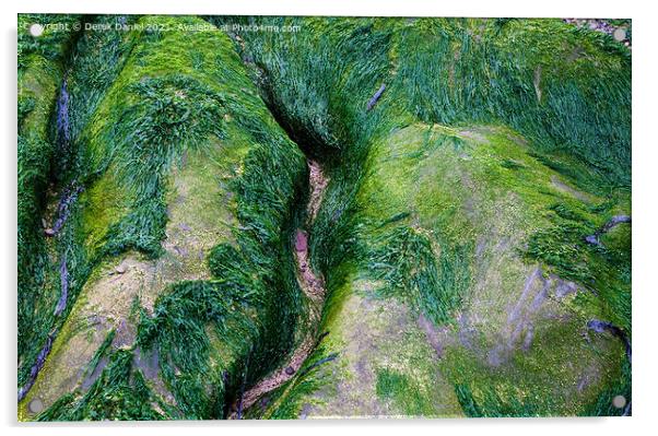 Artistic Algae Rocks Acrylic by Derek Daniel