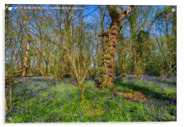 Bluebells at Pamphill #2, Wimborne Acrylic by Derek Daniel