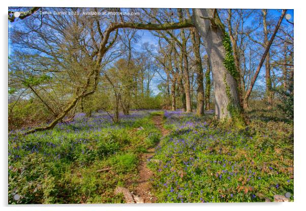 Pamphill Bluebells, Wimborne  Acrylic by Derek Daniel