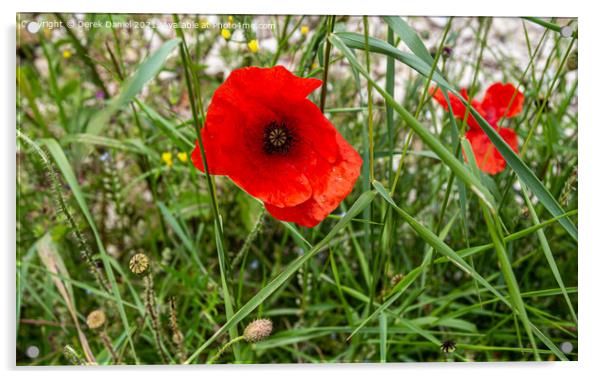 Vibrant Poppy Field Acrylic by Derek Daniel