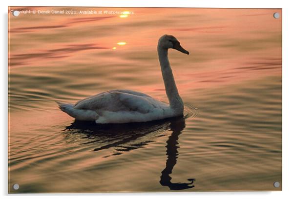 Swan looking for food around sunset time Acrylic by Derek Daniel