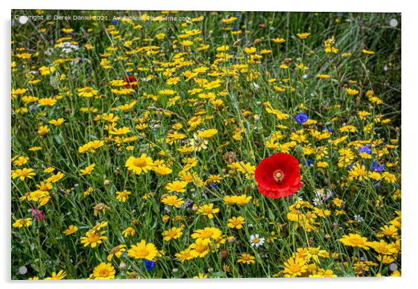 Vibrant Wildflower Meadow Acrylic by Derek Daniel