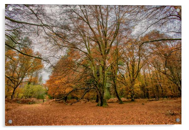 A walk in The New Forest Acrylic by Derek Daniel