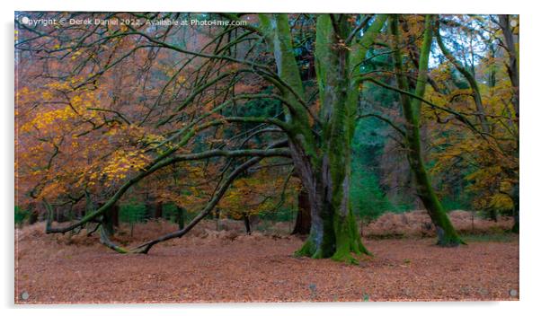 Autumn Forest Scene Acrylic by Derek Daniel