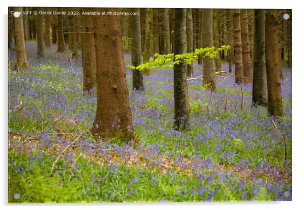 Bluebell Woods Acrylic by Derek Daniel