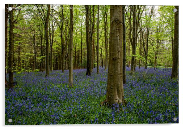 Bluebell Woods Acrylic by Derek Daniel