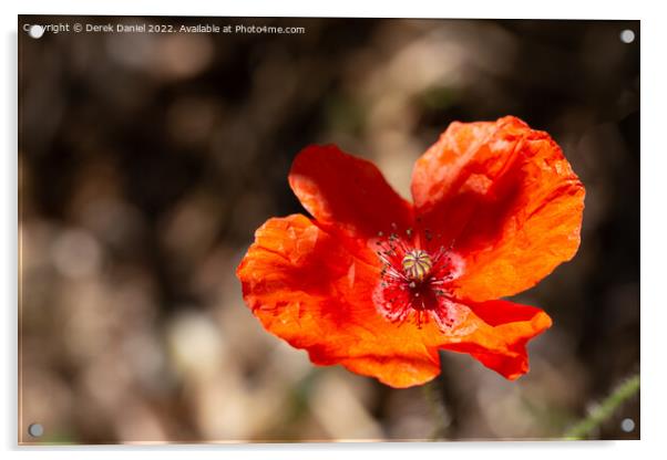 Soft and Vibrant Red Poppy Acrylic by Derek Daniel